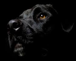 سگ سیاه